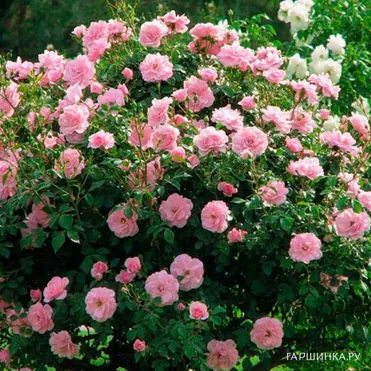 Роза Хайди канадская парковая (лиц)