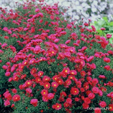 Астра новобельгийская Уинстон Черчиль