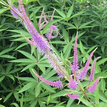 Вероникаструм Темптейшен