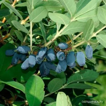 Жимолость Авача