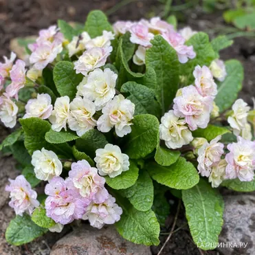 Примула Беларина Шампань