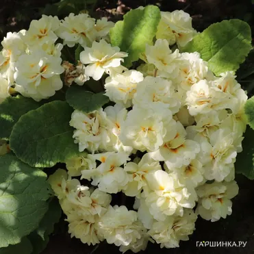 Примула Беларина Крим