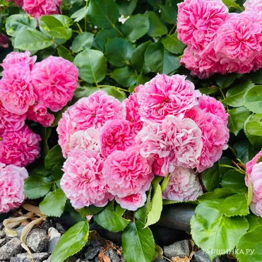 Роза Тереза Багнет канадская парковая (лиц)