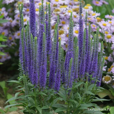 Вероника колосистая Ульстер Дварф Блю