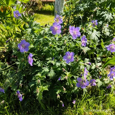 Герань садовая Розанна