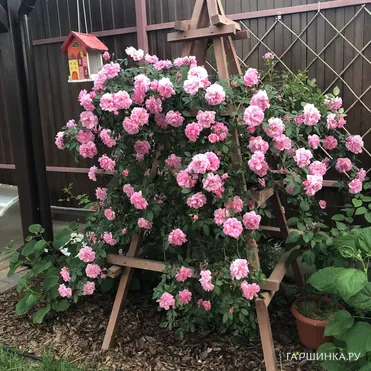 Роза Джон Дэвис канадская парковая (лиц)