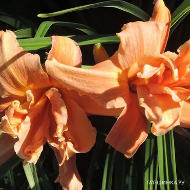 Лилейник Флауэр Баскет