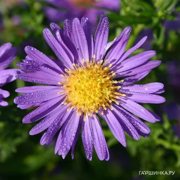 Астра новобельгийская Шоне фон Диетликон