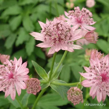 Астранция Пинк Прайд крупная