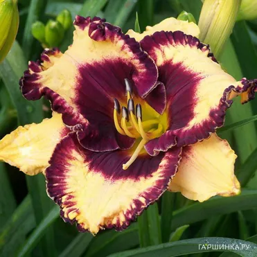 Лилейник Опен Май Айз