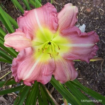 Лилейник Сью Ротбауэр