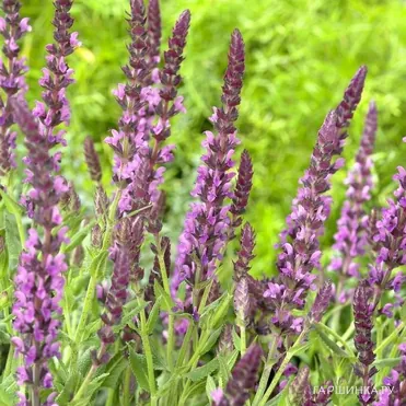 Шалфей (сальвия) Пинк Бьюти