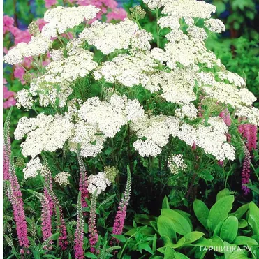 Тысячелистник Вайсес Вандер