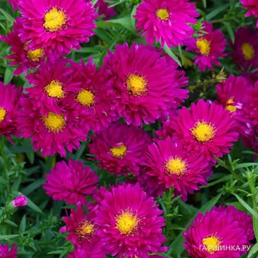 Астра новобельгийская Роял Руби