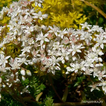 Очиток (седум) белый