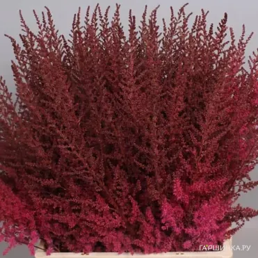 Астильба Арендса Поль Гардер