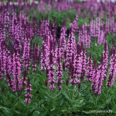Шалфей (Сальвия) Нью Дименшн Роуз