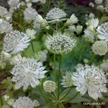 Астранция Даймонд Вайт крупная