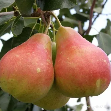 Груша Даренка