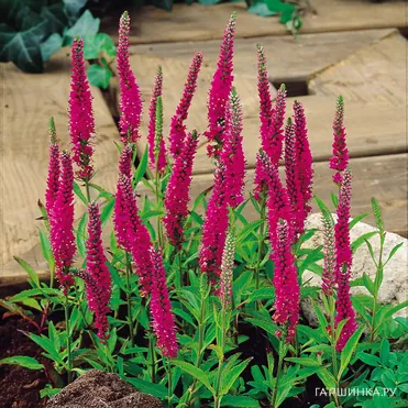 Вероника колосковая Ред Фокс