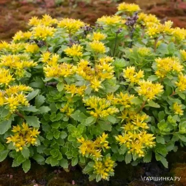 Очиток (седум) Камчатский