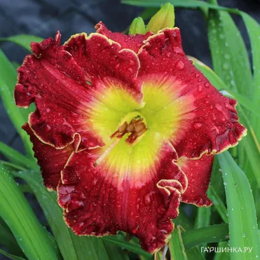 Лилейник Краун Файр