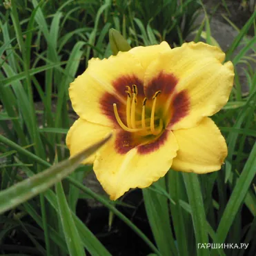 Лилейник Литл Пол