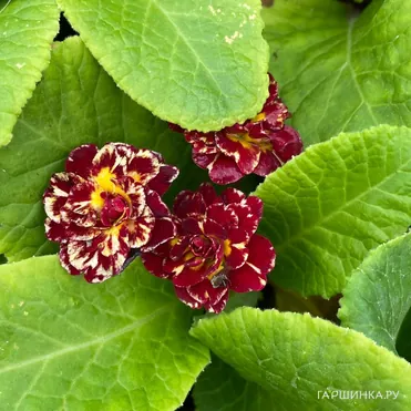 Примула Беларина Санрайз Руби