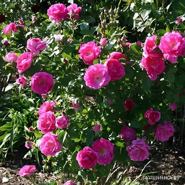 Роза Морден Сентенниал канадская парковая