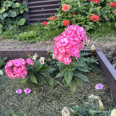 Флокс Илларион