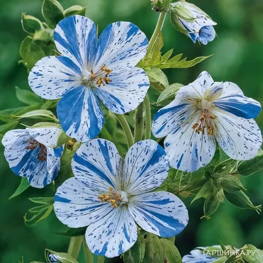 Герань садовая Сплиш Сплеш