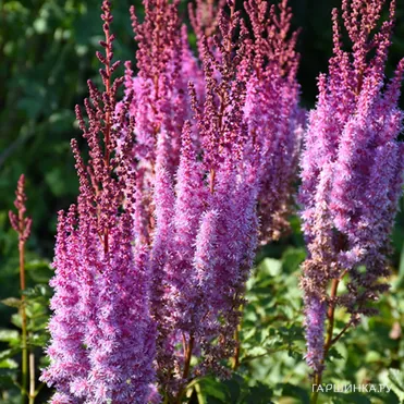 Астильба китайская Суперба
