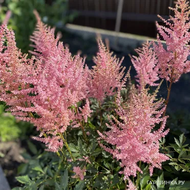 Астильба Арендса Америка