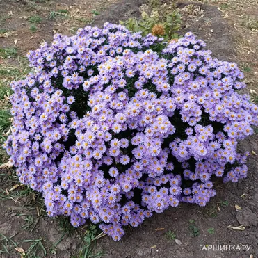 Астра новоанглийская Пепл Дом