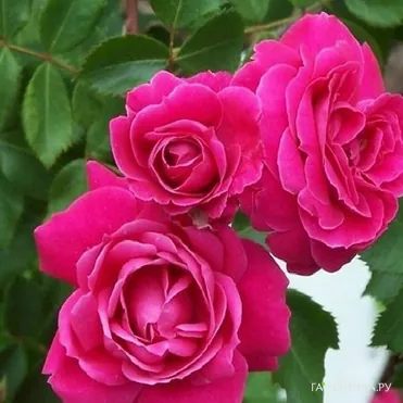 Роза Александр Маккензи канадская парковая (лиц)