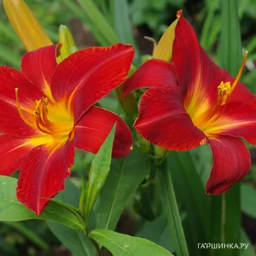 Лилейник Анзак