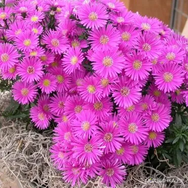 Астра кустарниковая Дженни