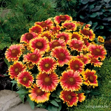 Гайлардия Аризона Сан