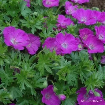 Герань садовая Макс Фрай