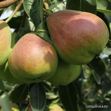 Груша Нерусса
