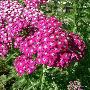 Тысячелистник Саммервайн