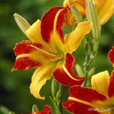 Лилейник Франс Халс