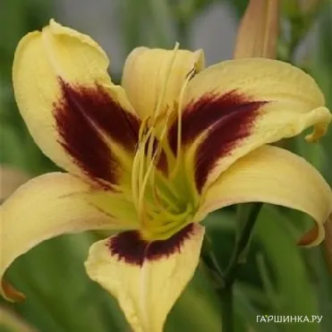 Лилейник Интермедия