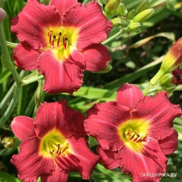 Лилейник Пардон Ми