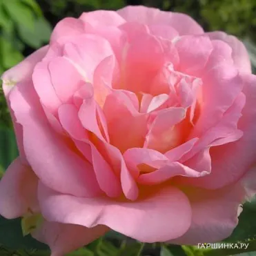 Роза Мари Викторин канадская парковая (лиц)