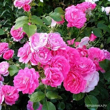 Роза Морден Сентенниал канадская парковая (лиц)