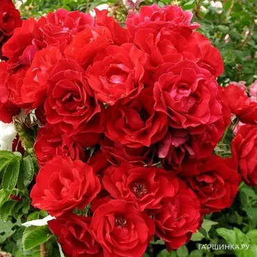 Роза Хоуп фо Хьюманити канадская парковая (лиц)