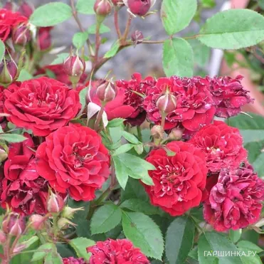 Роза Морден Аморетт канадская парковая (лиц)