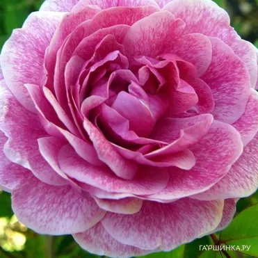 Роза Морден Руби канадская парковая (лиц)