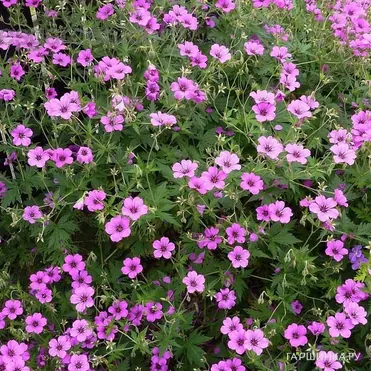 Герань садовая Патриция